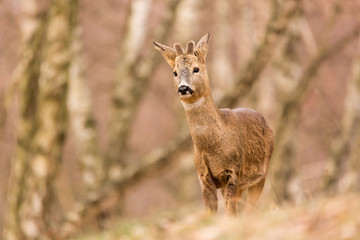 Roe deer, (Capreolus, capreolus) stands on a mountain meadow. In the background is a pine forest. Wildlife scenery