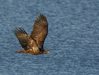 Bald Eagle Flying Along the Coast