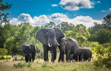 Elefantenfamilie im Krüger Nationalpark, Südafrika. © javarman