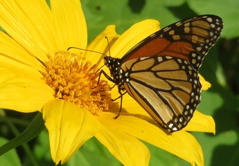 Beautiful Monarch butterfly on yellow flower in Florida nature, closeup 