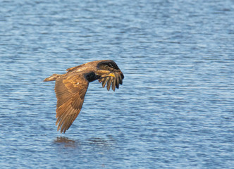 Bald Eagle Flying Along the Coast