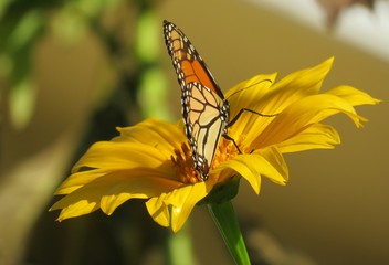 Monarch butterfly on yellow flower in Florida nature, closeup