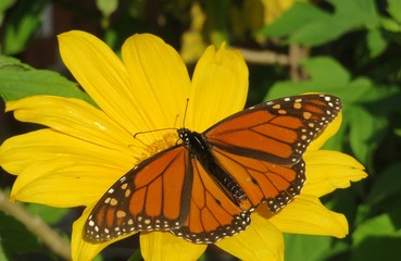 Monarch butterfly on yellow flower in Florida nature, closeup