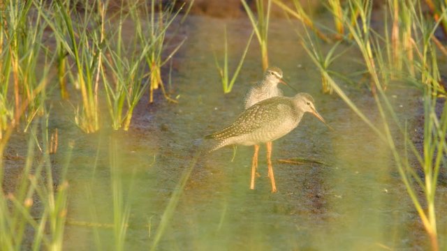 Spotted redshank birds Tringa erythropus, in non breeding plumage, in morning light
