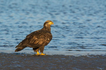 Bald Eagle Resting Along the Shoreline