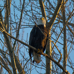 Bald Eagle Resting in Tree