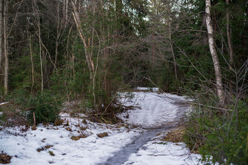  Ice path in the spring forest 