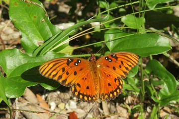 Gulf fritillary butterfly on plant in Florida nature, closeup © natalya2015