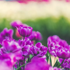 Obraz na płótnie Canvas Vibrant purple double tulip flowers in spring. Colorful bright spring flowerbed. Natural floral background for design, cards, posters, Valentine's Day, holidays