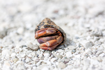 Einsieder Krebs, Krabbe im Detail auf weißen Sand am Strand