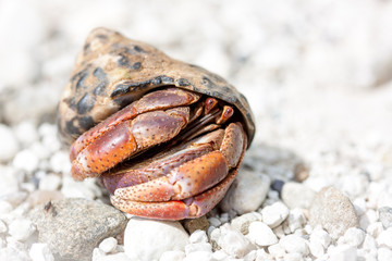 Einsieder Krebs, Krabbe im Detail auf weißen Sand am Strand
