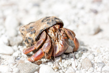 Einsieder Krebs, Krabbe im Detail auf weißen Sand am Strand
