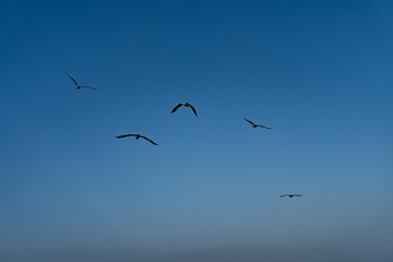 Fototapeta na wymiar A group of birds flying in the blue sky
