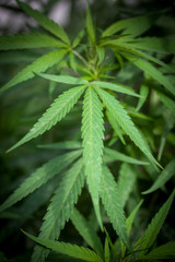 Naklejka na ściany i meble Hanf Cannabis Marihuana Pflanzen Feld: Biologischer outdoor Anbau 