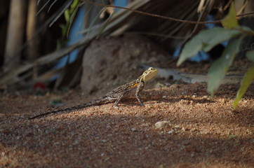 Lézard