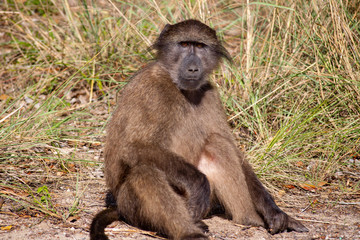 Baboon Sitting in Nature Valley South Africa