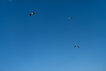 A group of birds flying in the blue sky