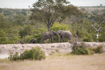 Naklejka na ściany i meble Tangled Elephants in South Africas Kruger National Park