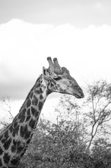 Giraffe Profile Portrait in South Africa