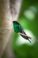 Fototapeta premium Wimpelschwanz Kolibri in freier Natur sitzt auf einem Ast. Er ist das Nationaltier von Jamaika