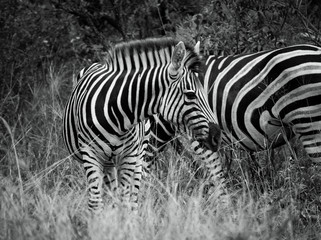 Fototapeta na wymiar Standing Zebra in its Natural Habitat