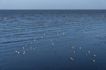 Bird in the shallow water