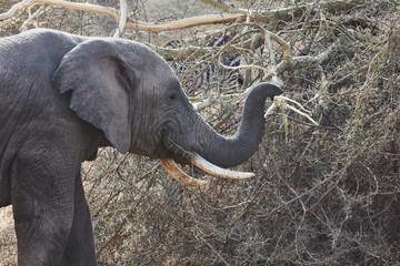 elephant Africa Ngorongoro Reserve 