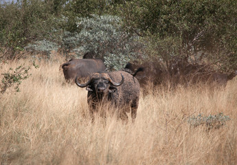 Obraz premium African Buffalo in the Grass in Kruger National Park, South Africa