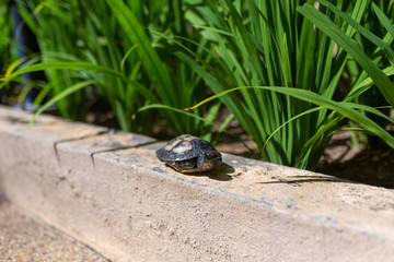 Red Eared Terrapin - Trachemys scripta elegans. Red eared slider turtle in the summer sunlight
