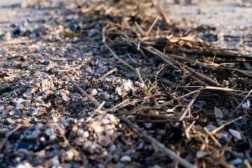Sand, stones, mussels and sea weed on the shore