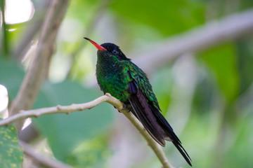 Wimpelschwanz Kolibri in freier Natur sitzt auf einem Ast. Er ist das Nationaltier von Jamaika