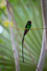 Wimpelschwanz Kolibri in freier Natur sitzt auf einem Ast. Er ist das Nationaltier von Jamaika