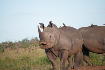 Fototapeta na wymiar White Rhino with its Mouth opened