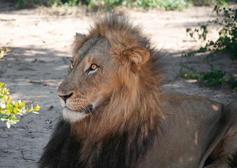 Portrait of a Lion resting in The Shadow in South Africa