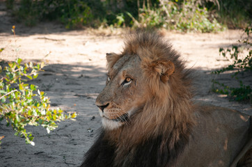Portrait of a Lion resting in The Shadow in South Africa
