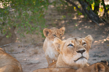 Resting Lioness Head in Manyeleti Game Reserve South Africa