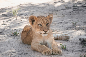 Lion Cub Resting in the Shadow in Manyeleti Game Reserve South Africa