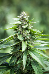 Hanf Cannabis Marihuana Pflanze: Blätter, Blüte und Harz im Detail Macro