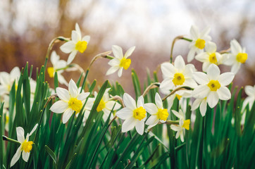 Beautiful daffodil flowers growing in a spring garden