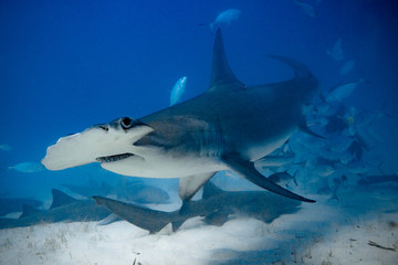 Great Hammerhead diving in the Bahamas