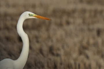 Airone bianco maggiore