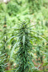 Hanf Cannabis Marihuana Pflanze: Blätter, Blüte und Harz im Detail Macro