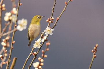 梅とメジロ