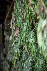 getrocknete Hanf Cannabis Marihuana Pflanzen in einem Trockenraum in Jamaica