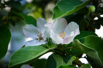 white flowers of apple tree