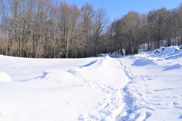 winter landscape with trees and snow