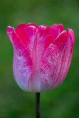 Tulpe