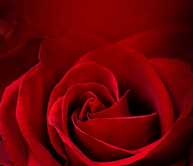 valentines day, beautiful red rose flower for background