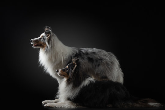 portrait two dogs in silhouette light. Sheltie in a photo studio on a dark background. beautiful pet