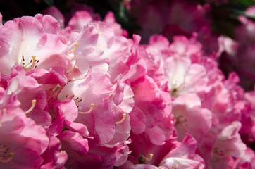 pink flowers in the garden
